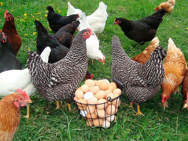 Содержание кур и уход за ними | ЗооТом - продажа, вязка и услуги для животных в Стародубе