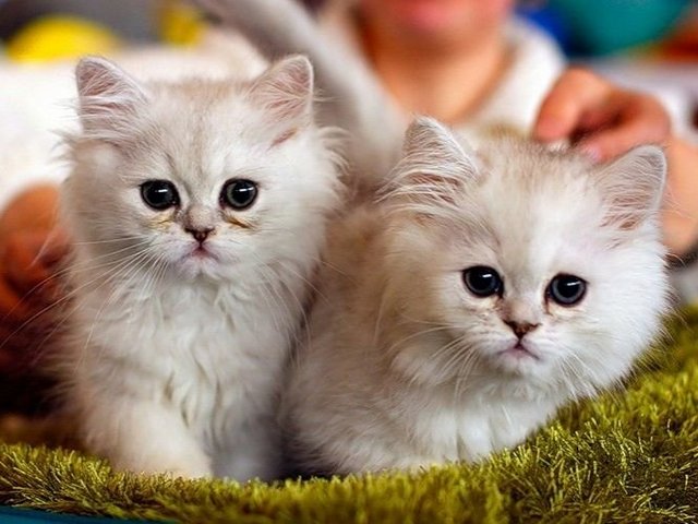 Породы кошек в Стародубе | ЗооТом портал о животных