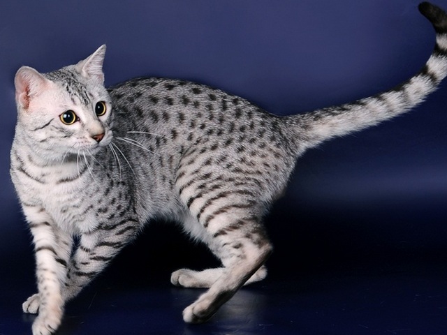 Породы кошек в Стародубе | ЗооТом портал о животных