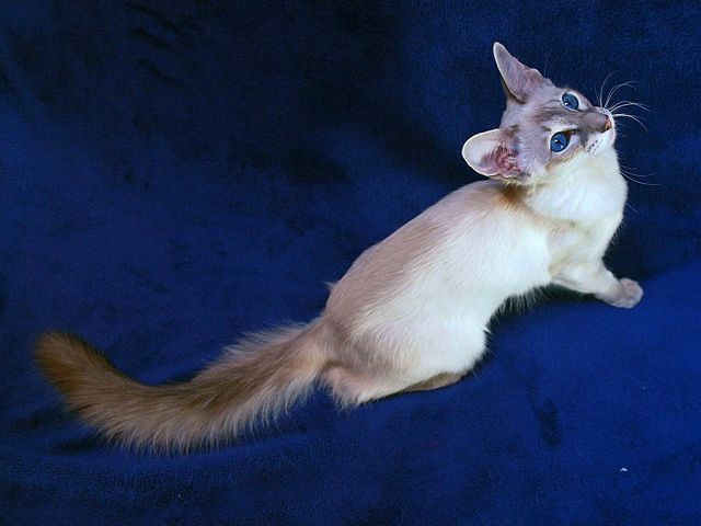 Выведенные породы кошек в Стародубе | ЗооТом портал о животных
