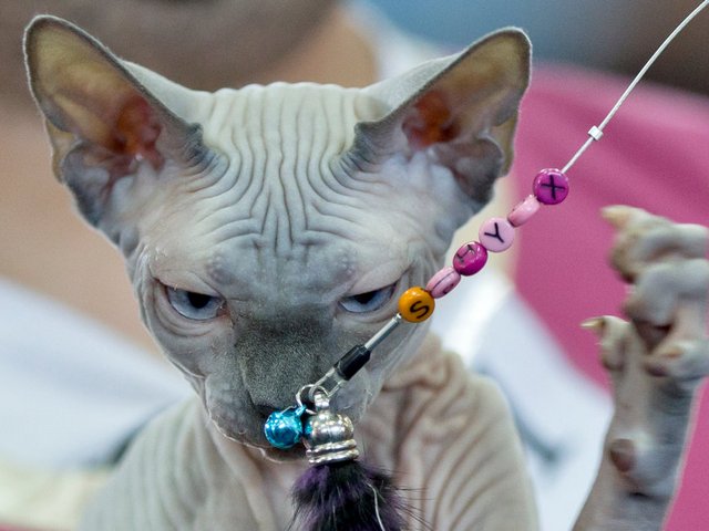 Выставки кошек в Стародубе | ЗооТом портал о животных