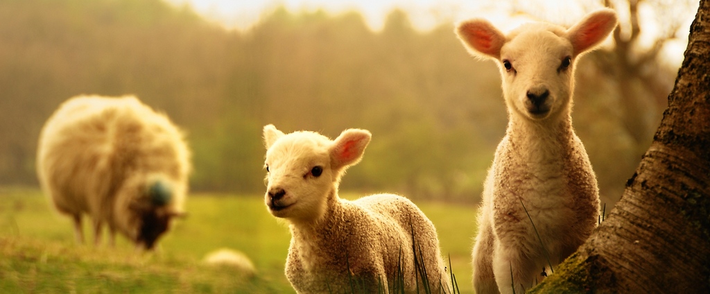 Объявления о сельскохозяйственных животных | ЗооТом - продажа, вязка и услуги для животных в Стародубе