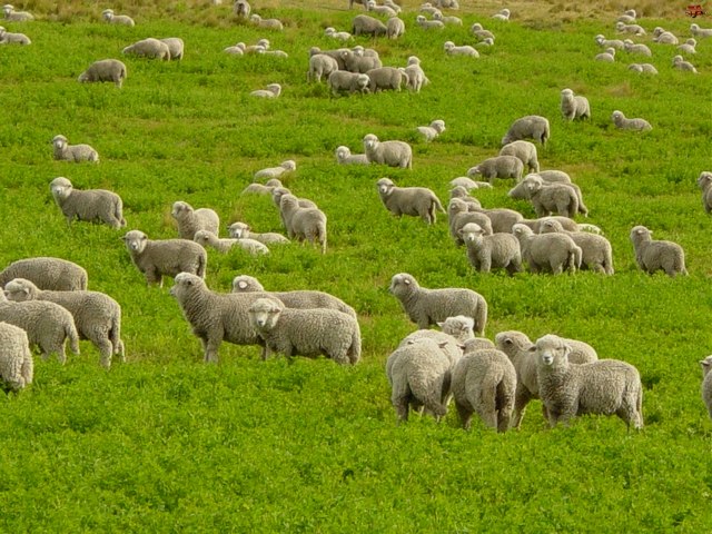 Содержание овец и уход за ними в Стародубе | ЗооТом портал о животных