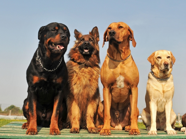 Крупные породы собак в Стародубе | ЗооТом портал о животных